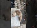 anabulku yg lucu