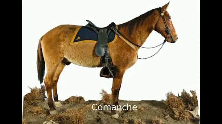 COMANCHE,, Custers Last Stand, Battle of the LITTL...
