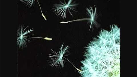 The Daysleepers - Lightforms