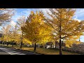 Arvores Amarelas Inverno no Japão