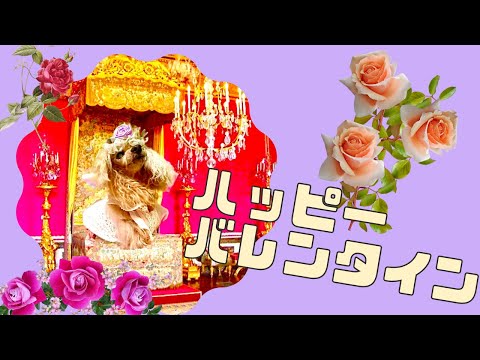 【おしゃれDog】ハッピーバレンタイン　Happy Valentine's Day　#poodle#50代#犬