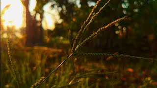 CINEMATIC ALAM | SINEMATIK PAGI CERAH | NATURE CINEMATIC VIDEO