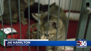 City seeing increase in animal neglect, cruelty cases