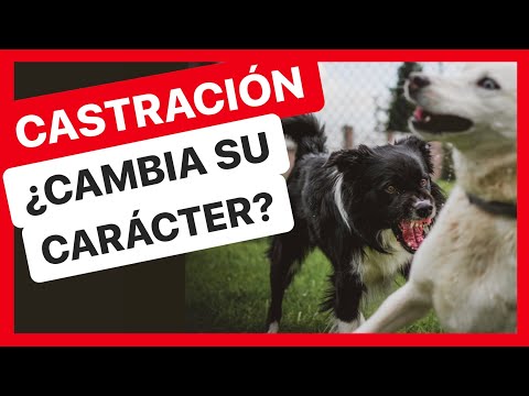 Video: Mi perro va al baño en la alfombra