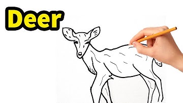 How To Draw a Deer - Draw a Deer Easy Step - Advanced Deer Drawing Tutorial