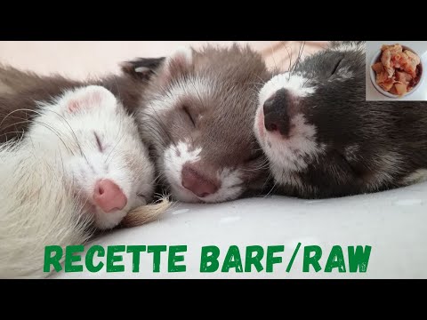 recette-barf-/-raw-équilibré---les-furets-malins