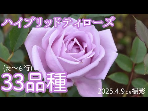みーこ 2026年春苗 みーこ様専用 2026年春苗
