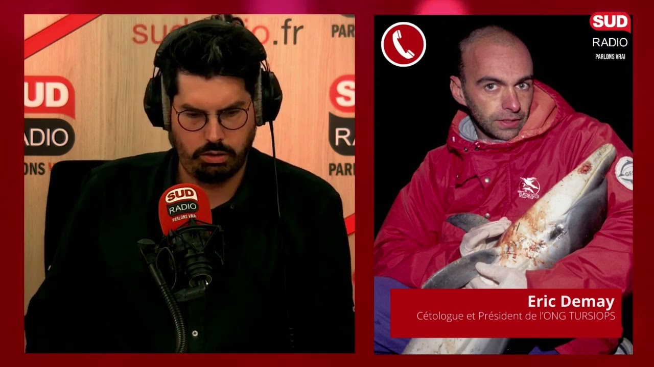 Une orque se balade dans la Seine et intrigue les spécialistes