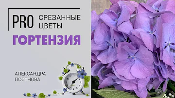 Гортензия шикарный цветок | Как не прогадать при покупке в магазине