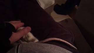 Pet rat WAGS TAIL!