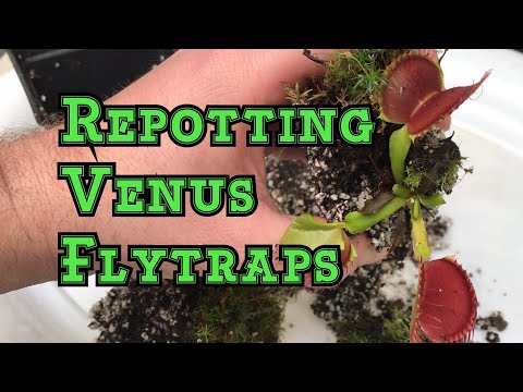 Βίντεο: Παγίδα Venus Fly Trap Care - Πώς να αναπτύξετε μια παγίδα Venus Fly Trap