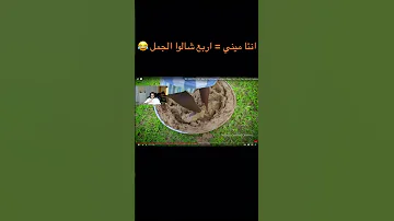 اربع شالوا الجمل ابو سعيد ابو فله سيول فالكونز 
