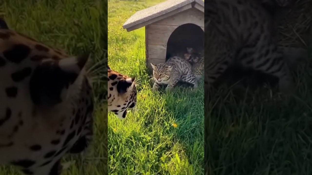 🐯 Brave Cat vs Wild Jaguar 😱 Protecting Helpless Puppies! 