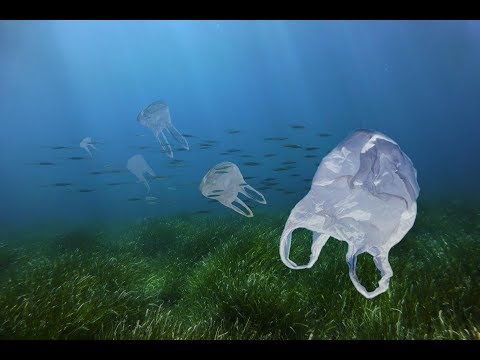 Vídeo: Estudio: Los Océanos Tendrán Más Plástico Que Peces Para 2050 - Matador Network