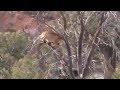 Mountain Lion Hunt with Josh Horrocks