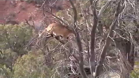 Mountain Lion Hunt with Josh Horrocks