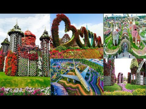 Amazing Dubai Miracle Garden 【Dubai】ll Photos . 🌲🏵🌹🌺🌻🌷🌲