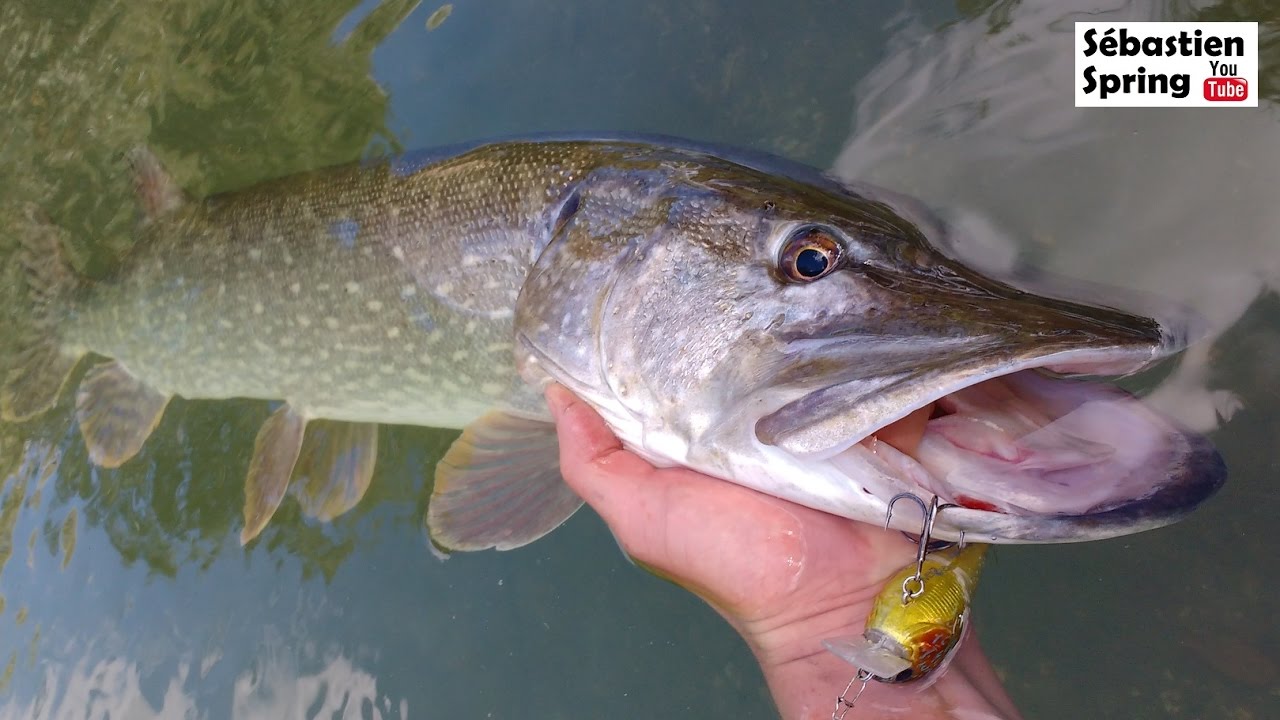 Pêche du brochet en début d'automne YouTube