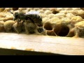 Biene schlüpft - Honey Bee Hatching
