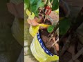 Green Chili Plant Growing in Grow Bags | High Yield Container Gardening