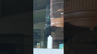 Jalak Suren Isian Lovebird Dan Kenari