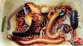 Priceless Catch Poisonous Red Millipedes,Giant Millipedes,Red SpottedMillipedes,Scorpion #centipedes