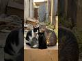 地域ネコとなった黒猫は‥ #人類ねこ同盟 #保護猫