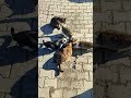 MUDANYA KEDİLERE PARTİ VERDİK #camper #kedi #gezi #gezilecekyerler