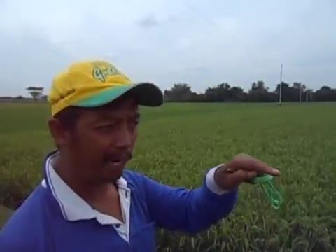 Pernyataan Petani - Menangani Hama Tikus, Kresek, Beluk, Sundep pada Padi dengan Cara Ampuh Pernyataan Petani - Menangani Hama Tikus, Kresek, Beluk, Sundep pada Padi dengan Cara Ampuh