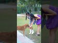 Youtube creator shorts youtubeshorts ytshorts doglover dogslove poonampbisht