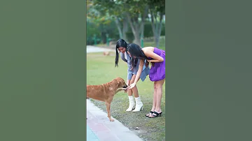 Youtube Creator Shorts Youtubeshorts Ytshorts Doglover Dogslove Poonampbisht 