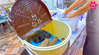 Мы ОЧЕНЬ ждали этих щенков...