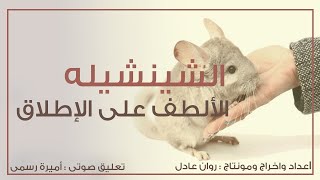 شينشيله / شينشيلا .... الحيوان الألطف على الإطلاق  |   Chinchilla cute and funny