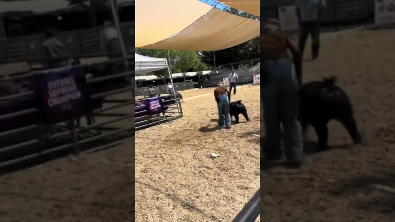 Final drive pig show