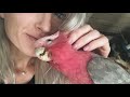 My Bird Care Routine | Caring For Pet Parrots