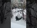 А вы кормите птичек? Ждут синички и воробьи… #ДАЧА ЗОИ #птички #синички #воробьи