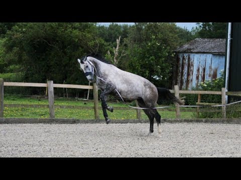 Video: Sådan Træner Du En Ung Hest