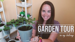Qatar Garden Tour: Growing Plants on My Balcony