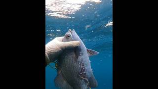drummer fish👌 #spearfishing #underwater #hunting #shorts #adventure #youtubeshorts #shortvideo #fyp