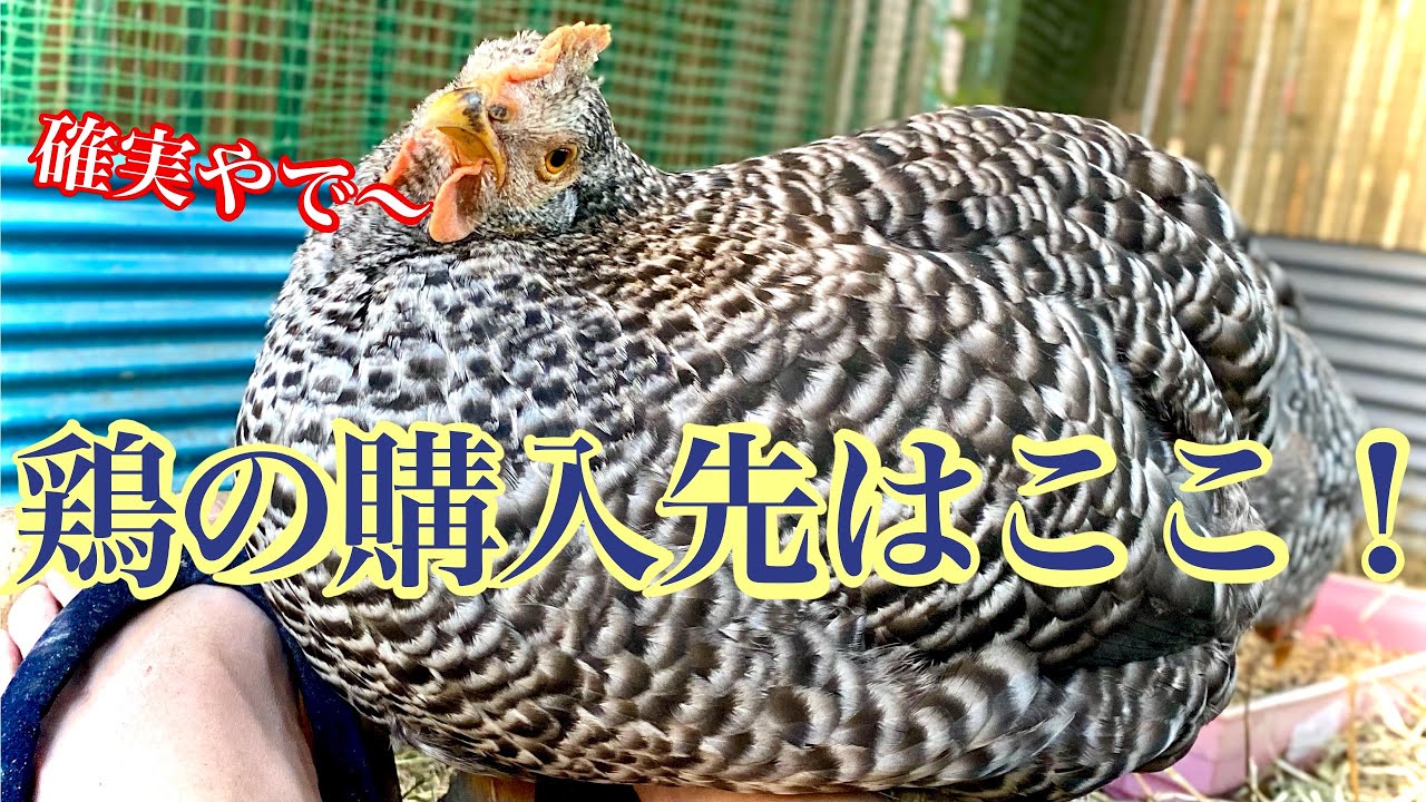 数量限定！☆伊東屋銀座店限定☆イワコー×伊東屋 ニワトリひよこ全10色セット 数量限定！☆伊東屋銀座店限定☆イワコー×伊東屋 ニワトリひよこ
