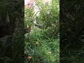 मेरे गार्डन  में बंदर आ अही जाते #monkeys masti#gardenmonkeys🙏👏🤩😋🍀🙄🐒🐵