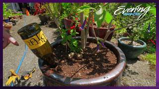 Keep your plants alive this summer with a wine bottle!