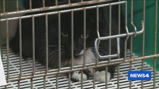 Holiday surprise: Every dog at Madison County Animal Control rescued on the same day