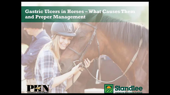 Gastric Ulcers in Horses - What Causes Them and Pr...