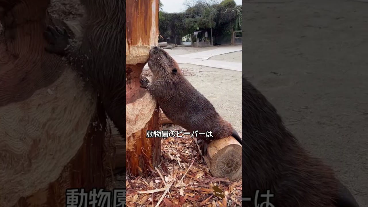 ビーバーの歯の秘密がヤバい