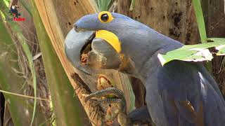 Macaw Animals For Kids Zootube