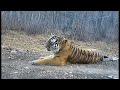 Roar of wild amur tiger