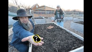 Amish secret to growing HUGE onions! It starts now..