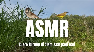 ASMR - Suasana Pagi hari di alam terbuka - Suara burung berkicau