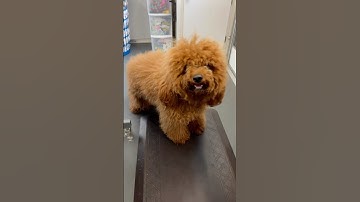 Extremely Matted Doodle #grooming #doodlegrooming